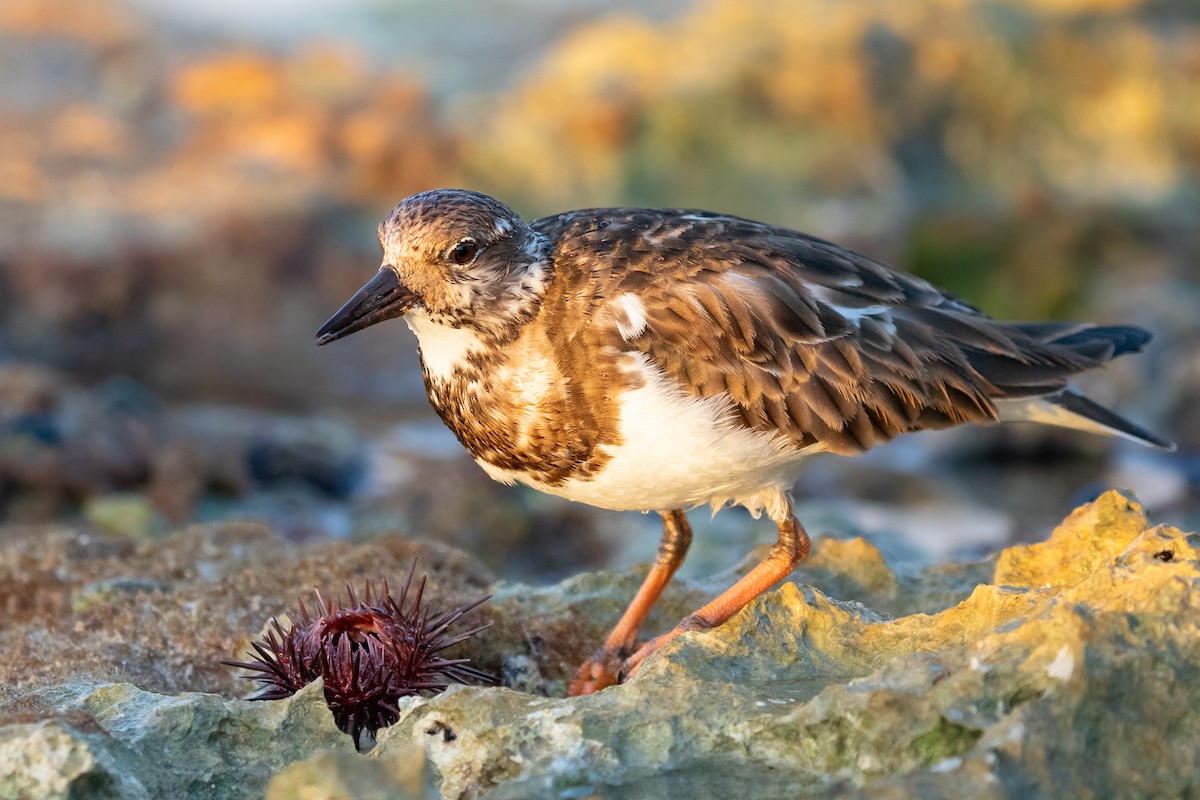 Ruddy Turnstone - ML617487463