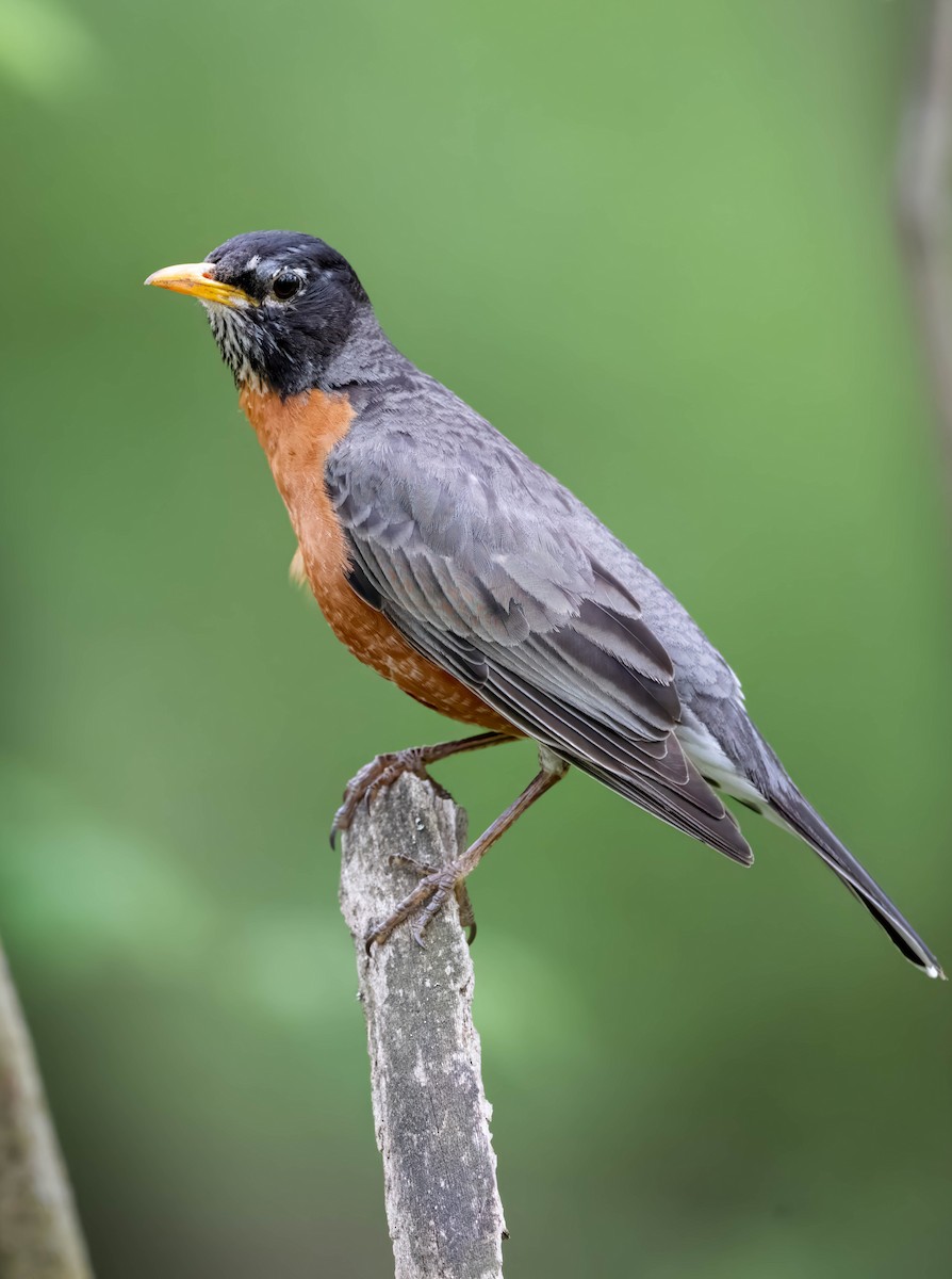 American Robin - Howard Cox