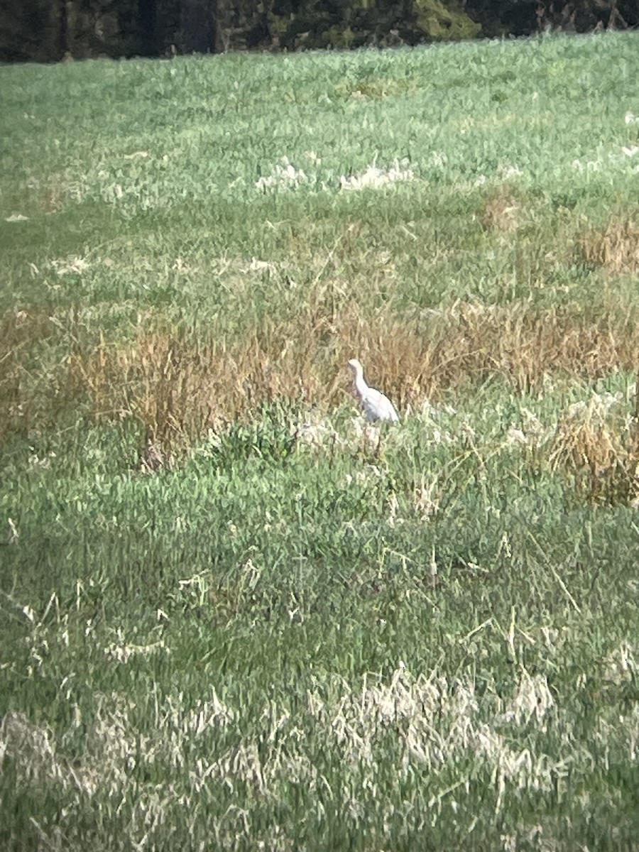 Western Cattle Egret - Bill Lafley