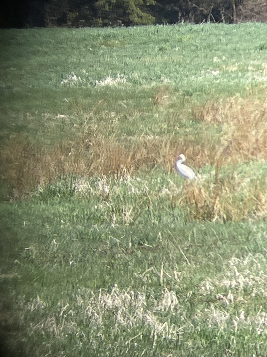 Western Cattle Egret - ML617487528