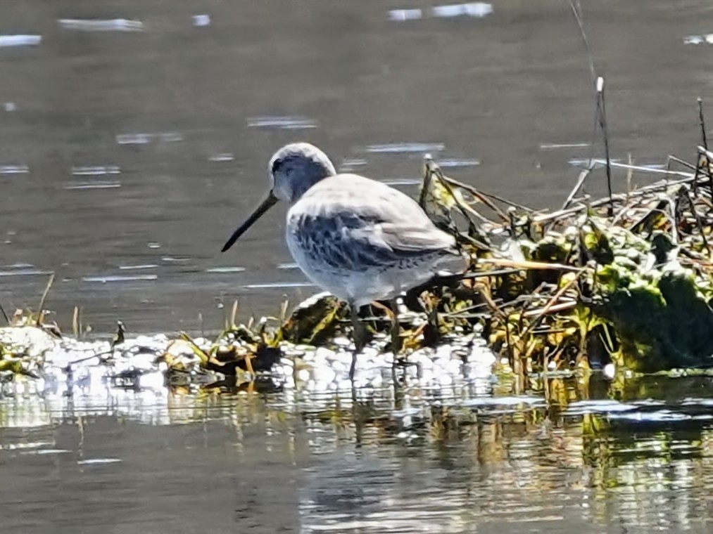 Short-billed Dowitcher - Celeste Echlin