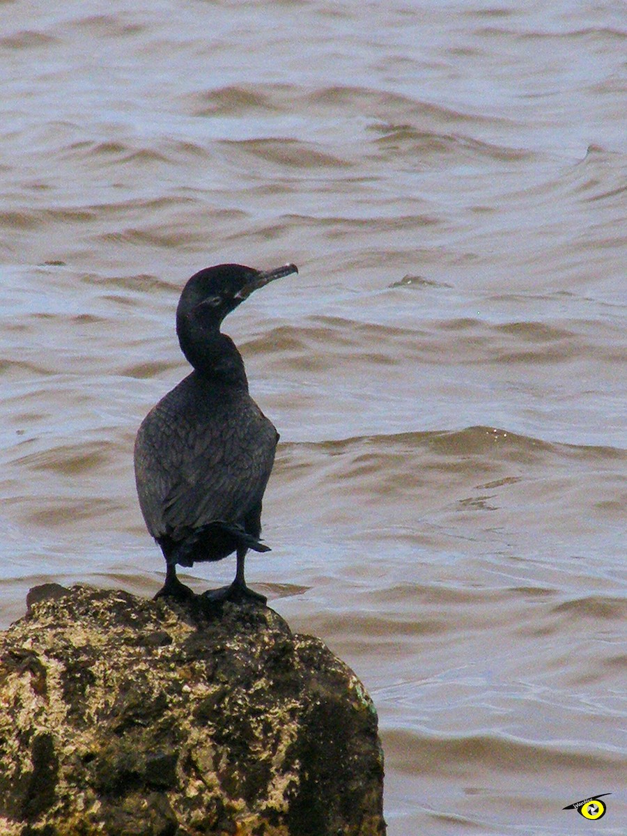 Neotropic Cormorant - Christophe Lecocq