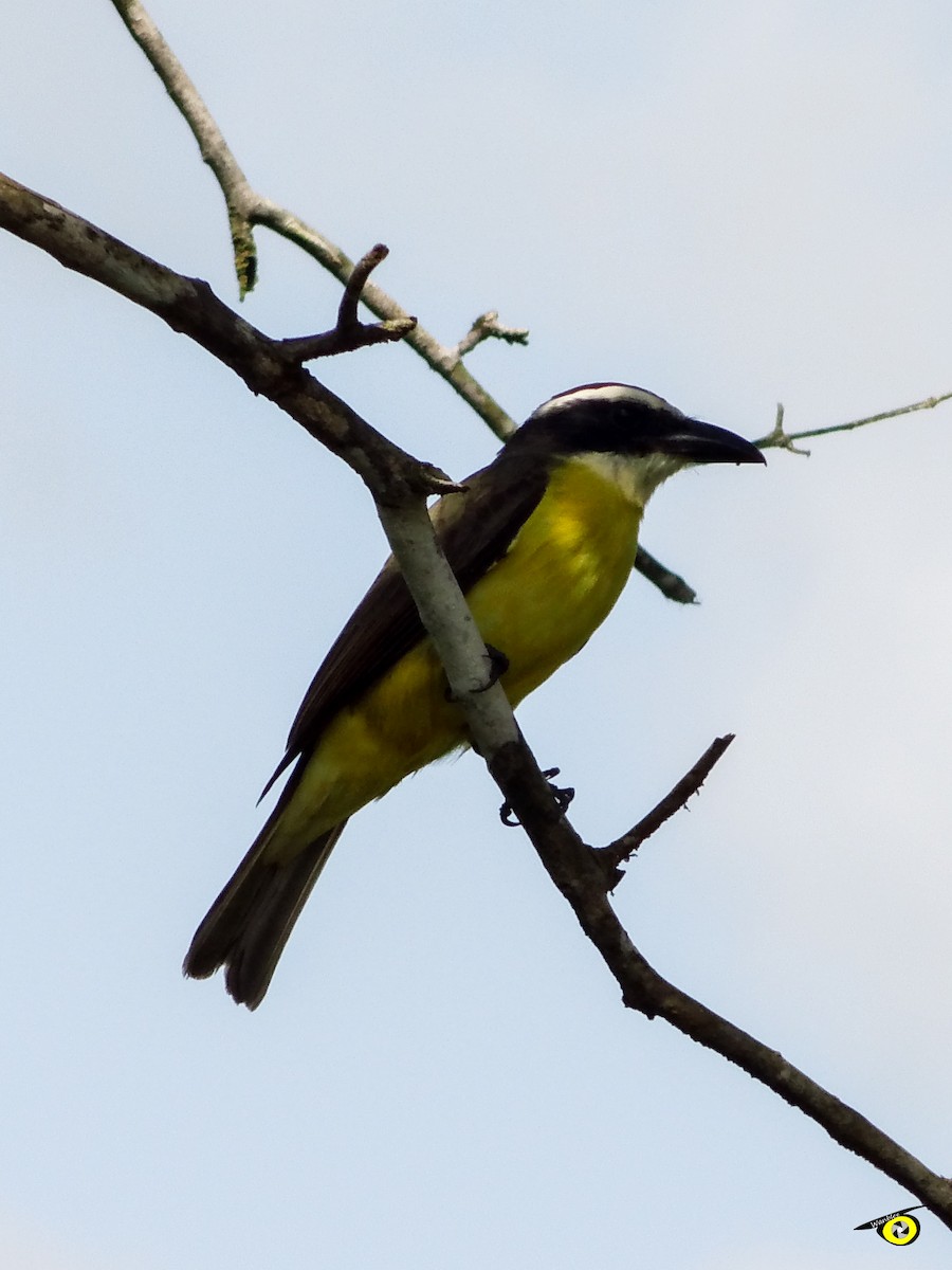 Boat-billed Flycatcher - Christophe Lecocq