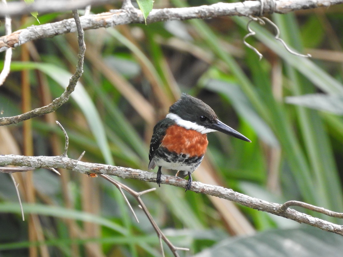 Green Kingfisher - ML617487723