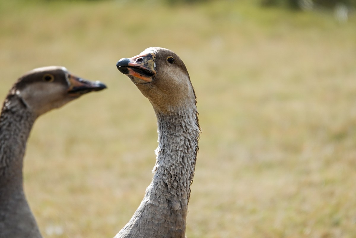 Graylag Goose (Domestic type) - ML617487736