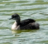 New Zealand Grebe - ML617487756