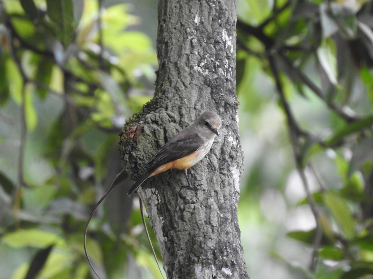 Vermilion Flycatcher - ML617487773