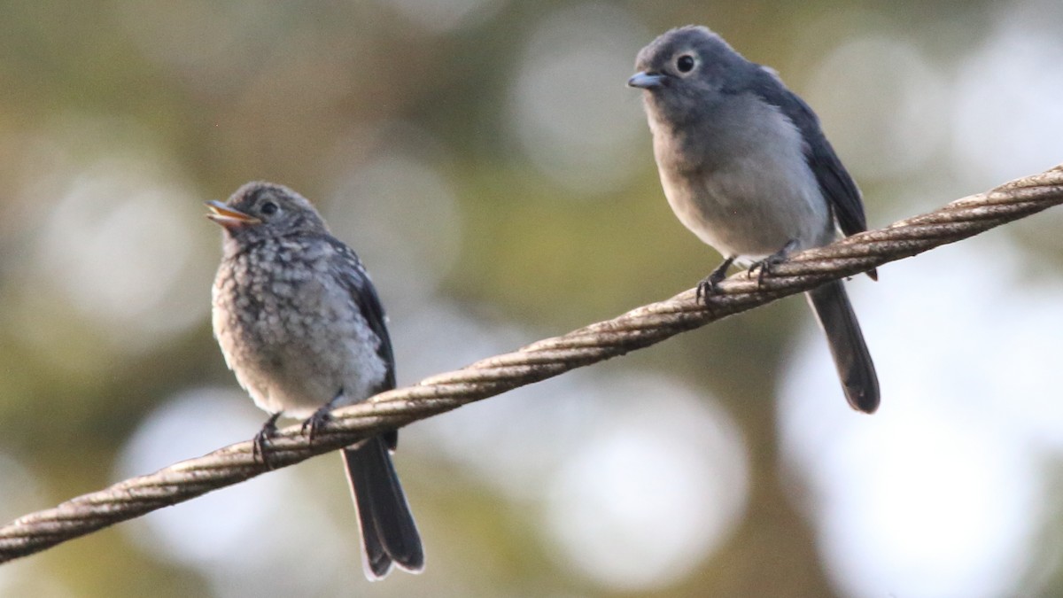 White-eyed Slaty-Flycatcher - Rick Folkening