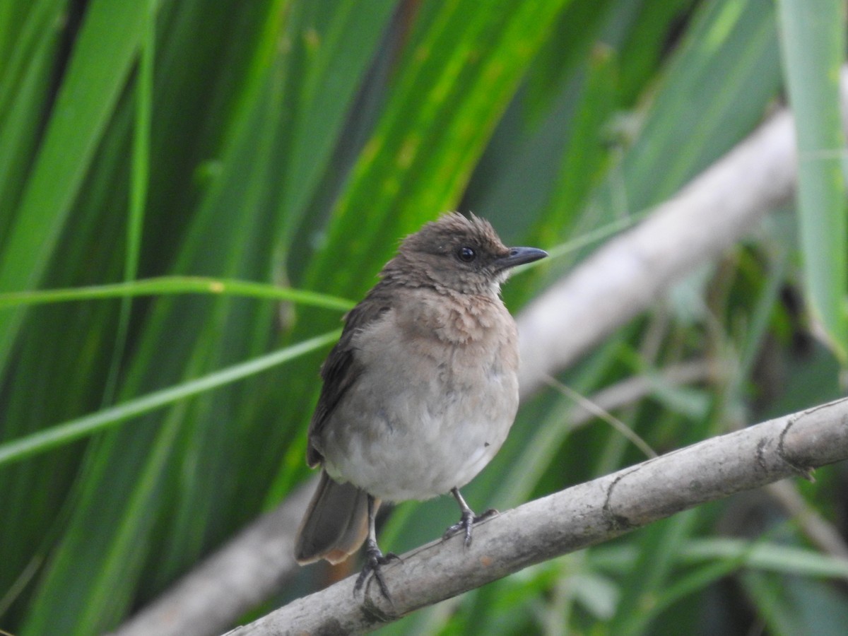 Black-billed Thrush - ML617487803