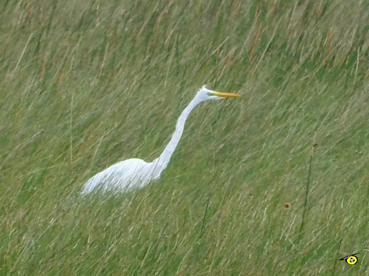 Great Egret - ML617487809