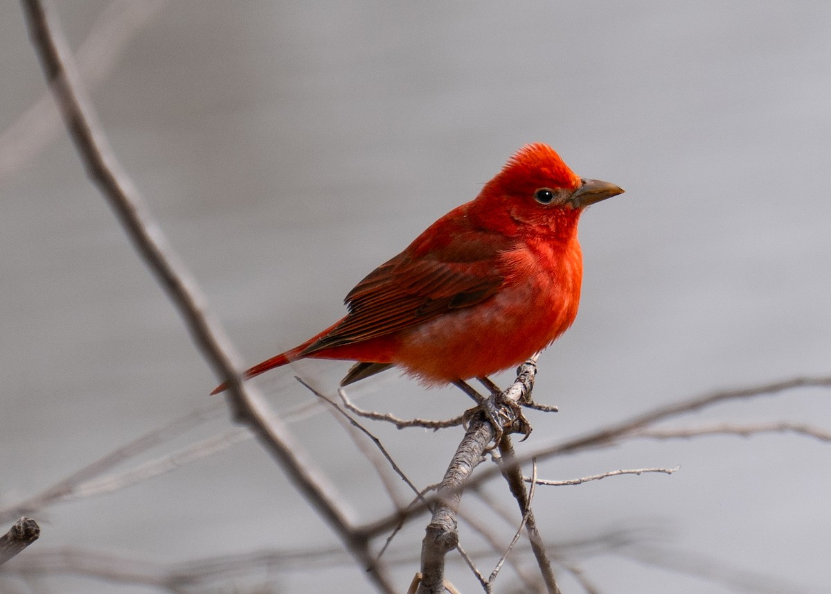 Summer Tanager - Cathy Severson