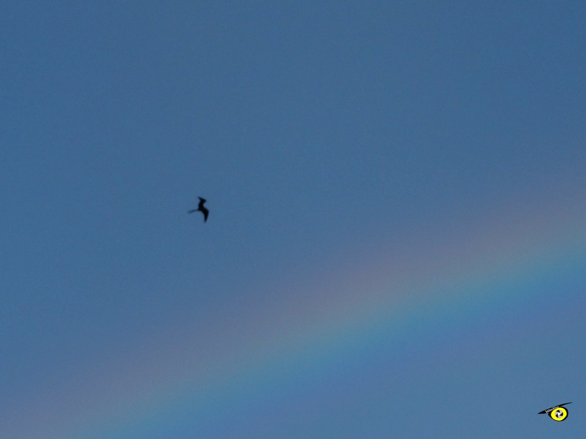 Magnificent Frigatebird - Christophe Lecocq