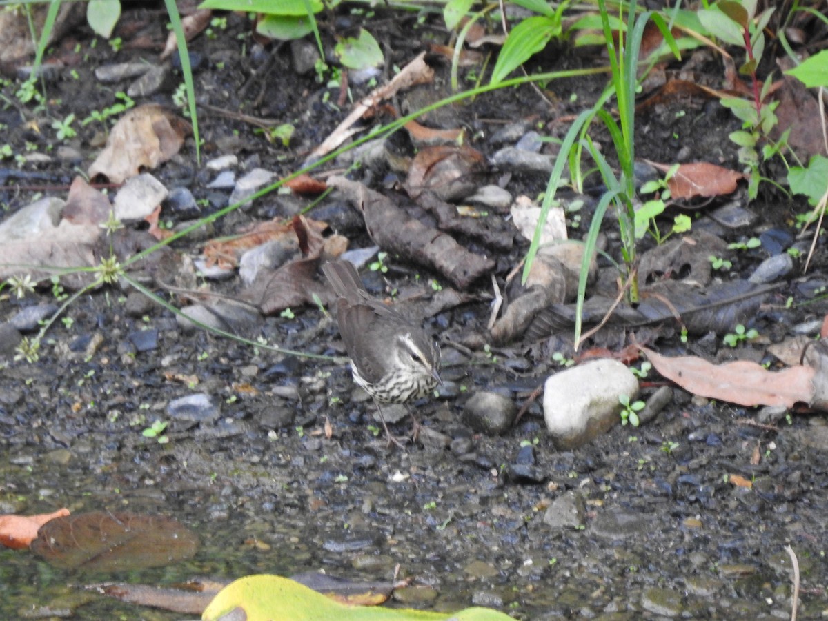 Northern Waterthrush - ML617487892