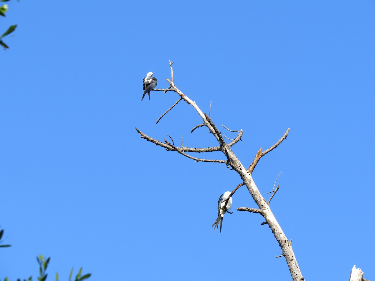 Swallow-tailed Kite - Bev Hansen
