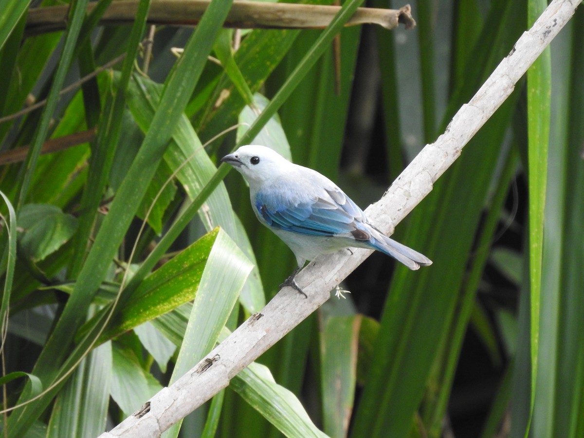 Blue-gray Tanager - ML617487930