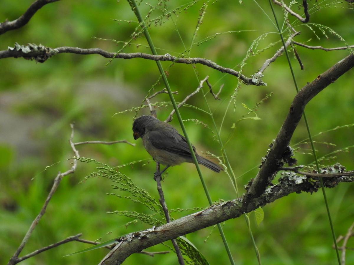 Gray Seedeater - ML617487945