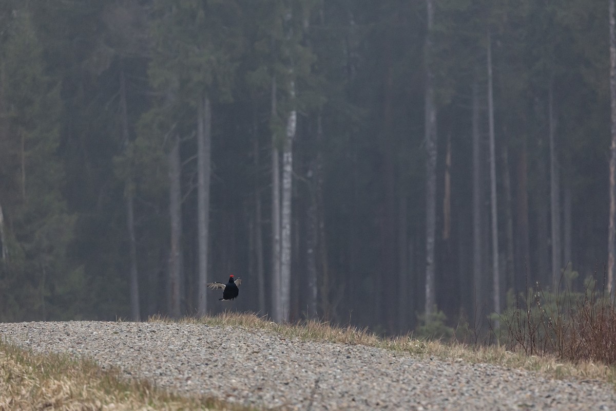 Black Grouse - Alexander Hagge