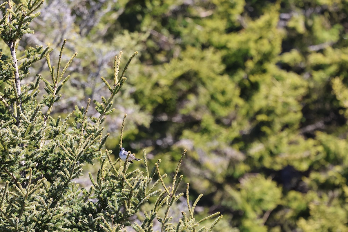 Eastern Kingbird - ML617487962