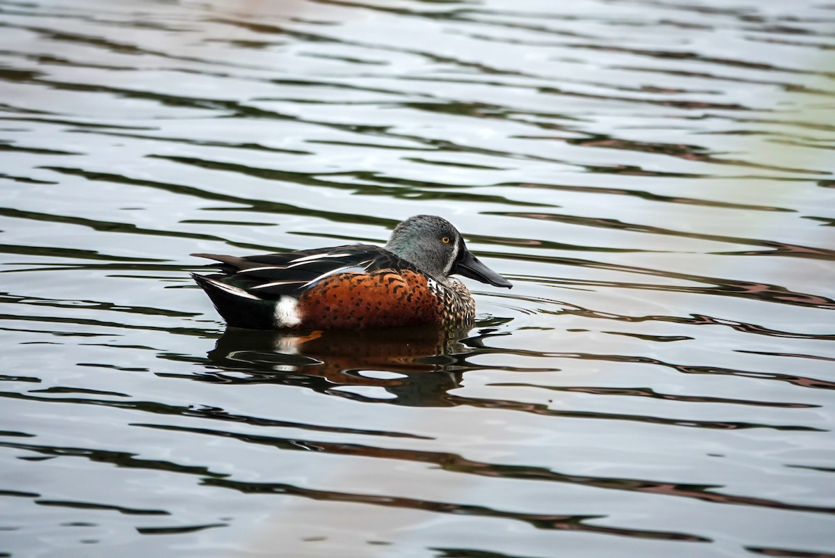 Australasian Shoveler - ML617487971