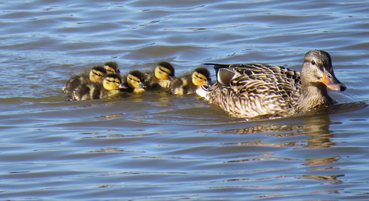 Mallard - shelley seidman