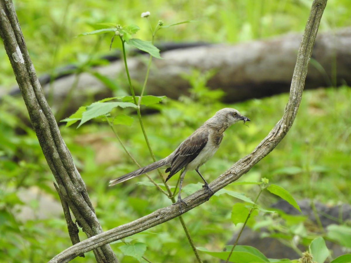 Tropical Mockingbird - ML617487994