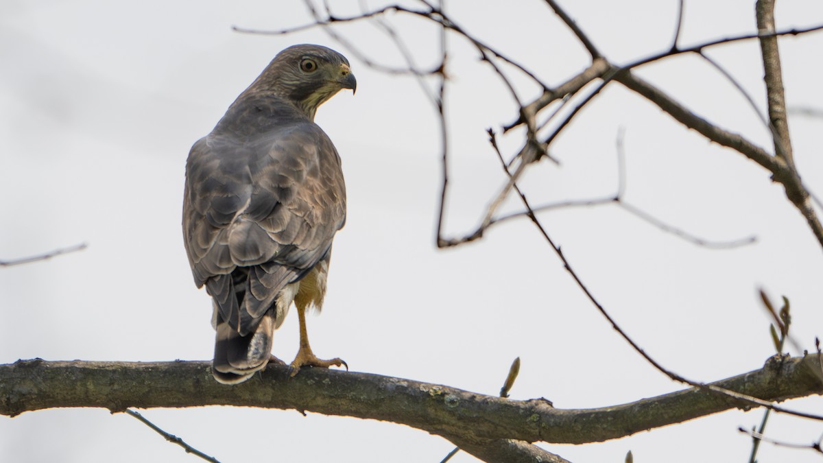 Broad-winged Hawk - Paul Clifford