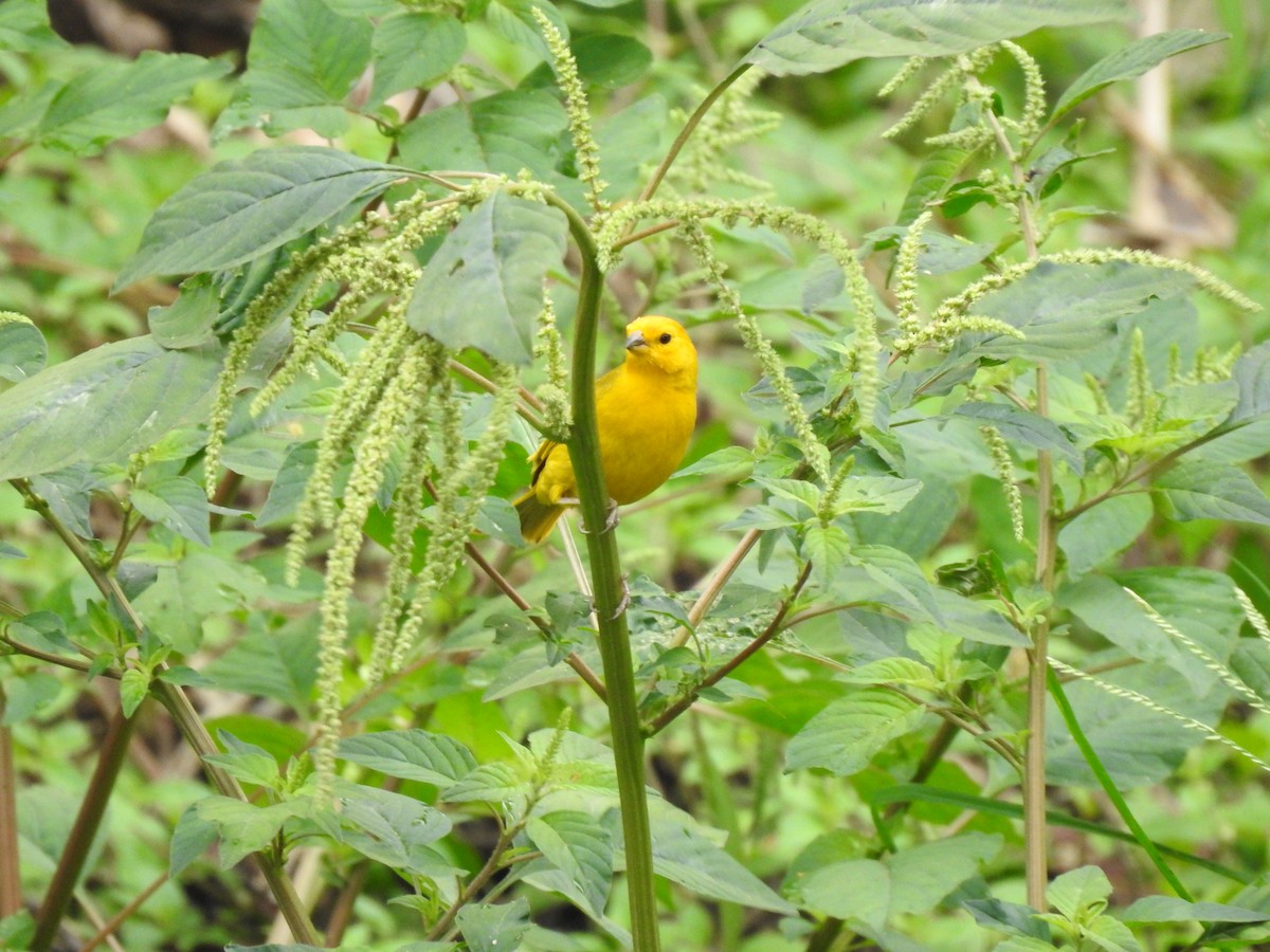 Saffron Finch - ML617488008