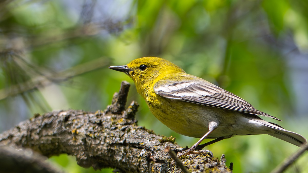 Pine Warbler - Paul Clifford