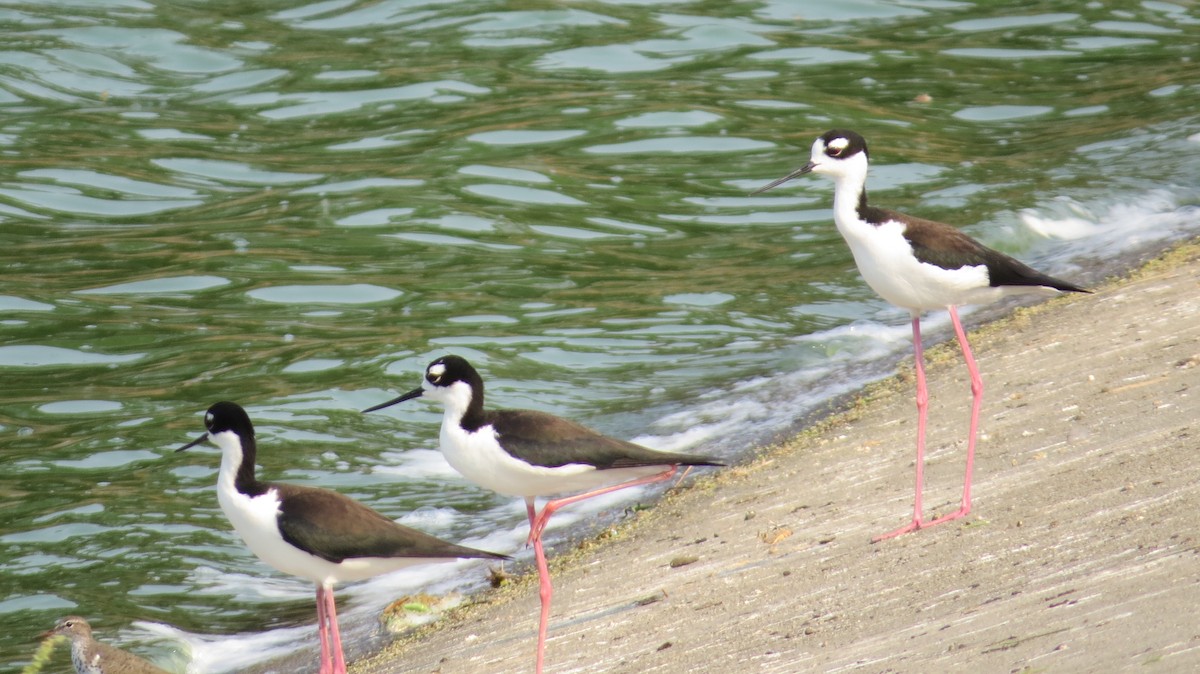 Black-necked Stilt - Anderson León Natera