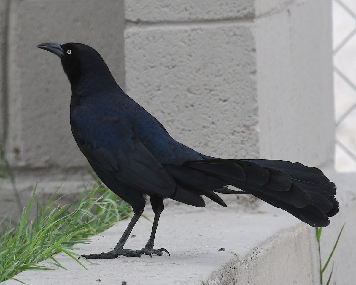 Great-tailed Grackle - ML617488054