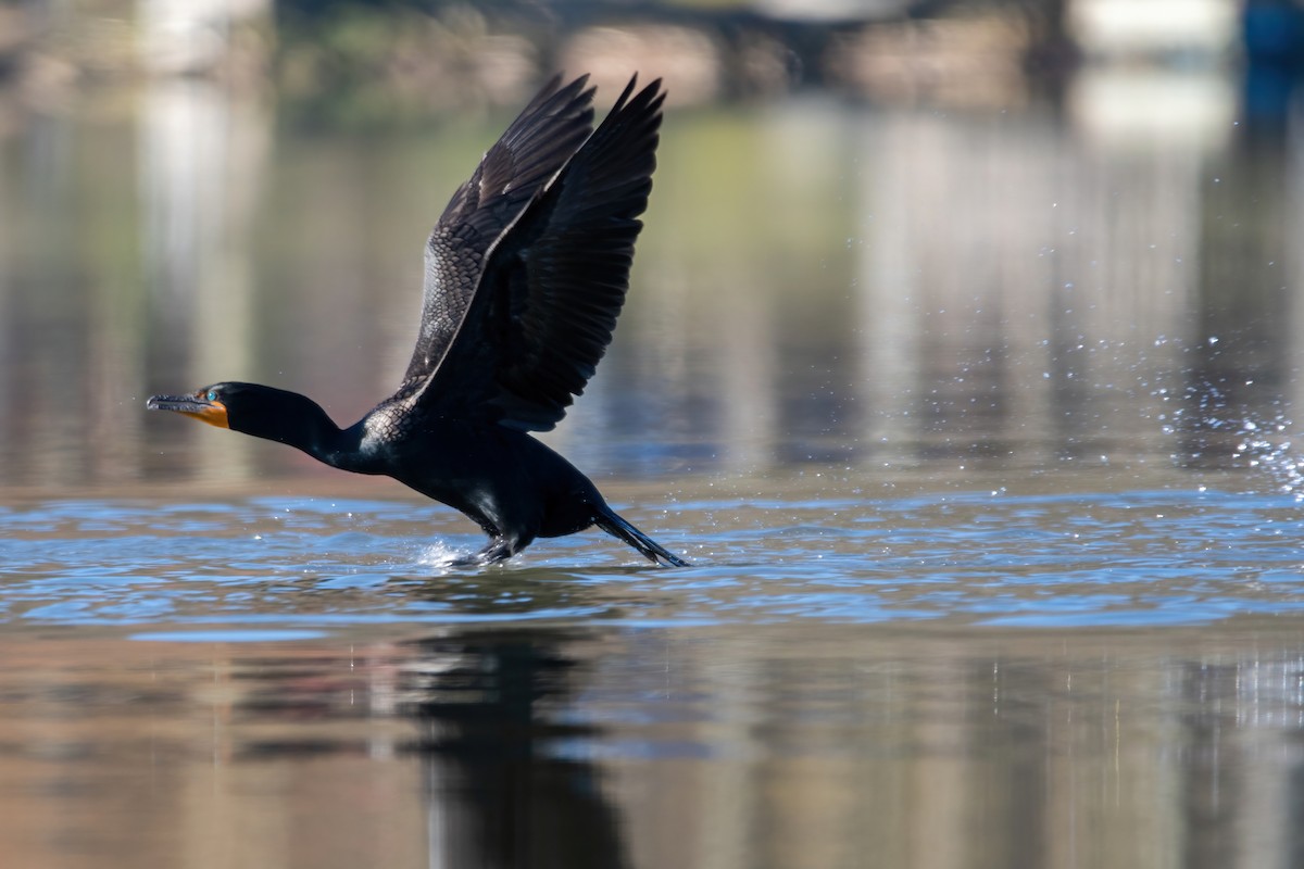 Double-crested Cormorant - ML617488133