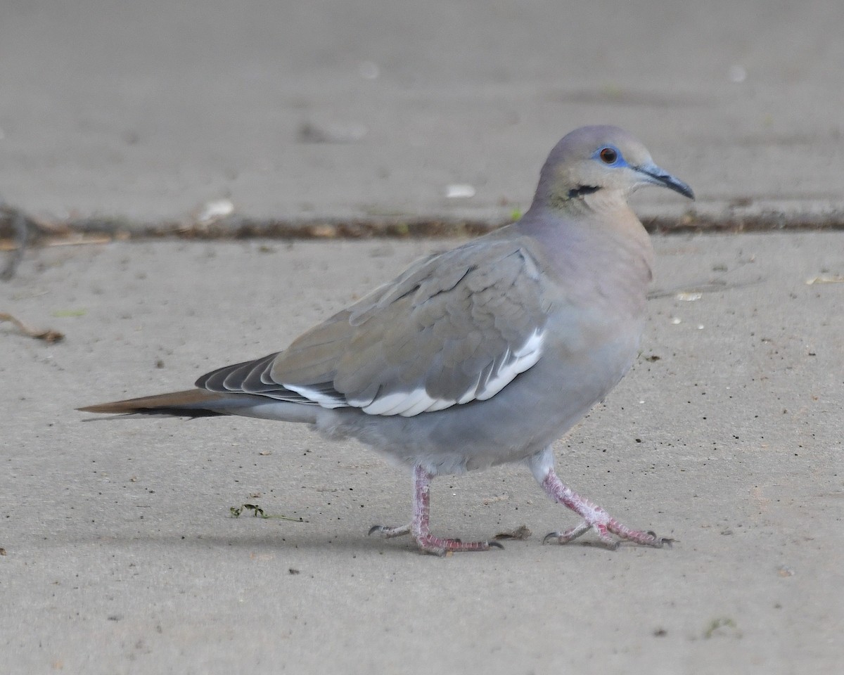 White-winged Dove - ML617488152