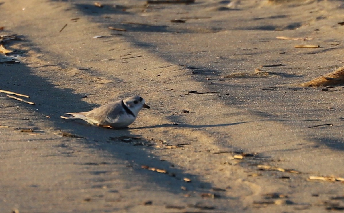 Piping Plover - ML617488193