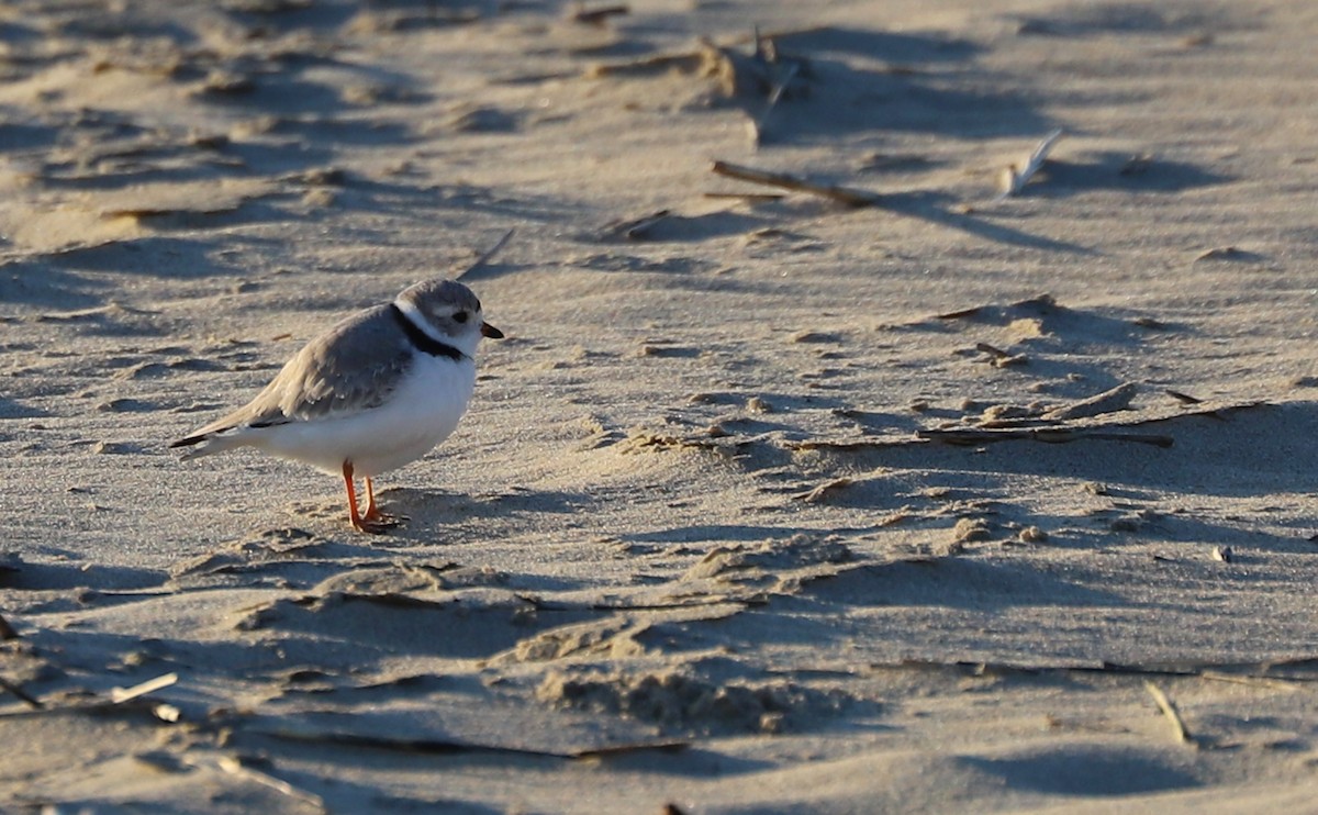 Piping Plover - ML617488203