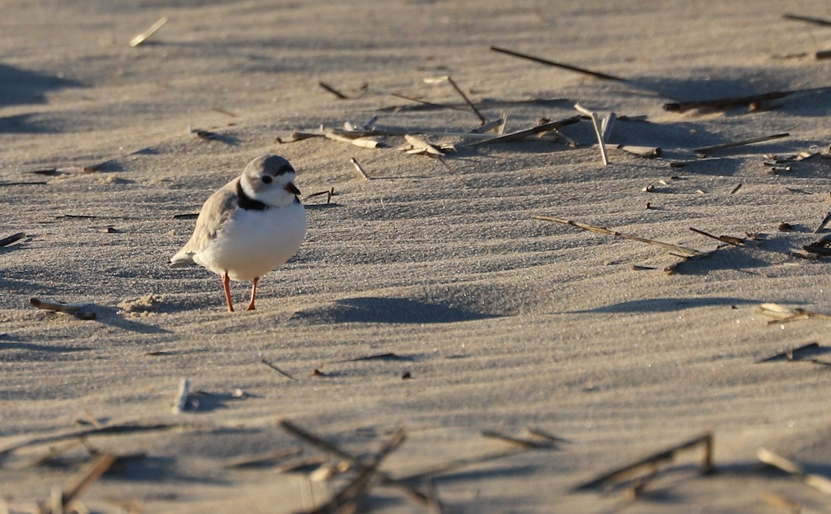Piping Plover - ML617488207