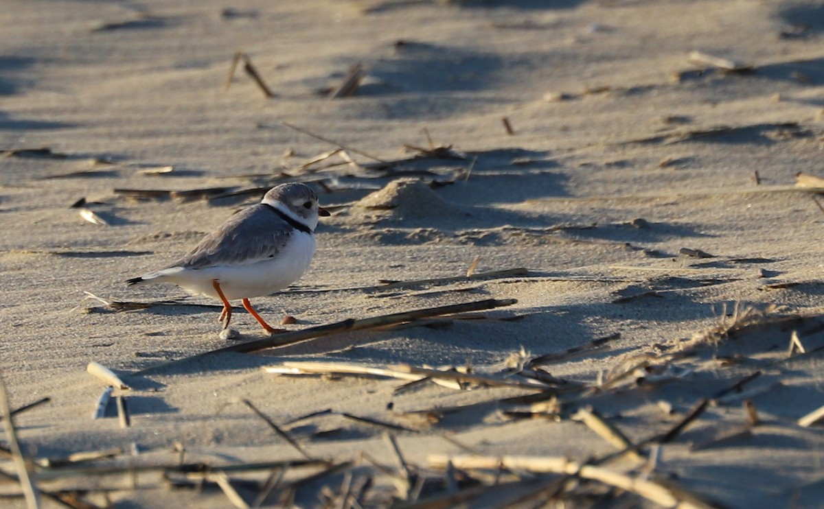 Piping Plover - ML617488213