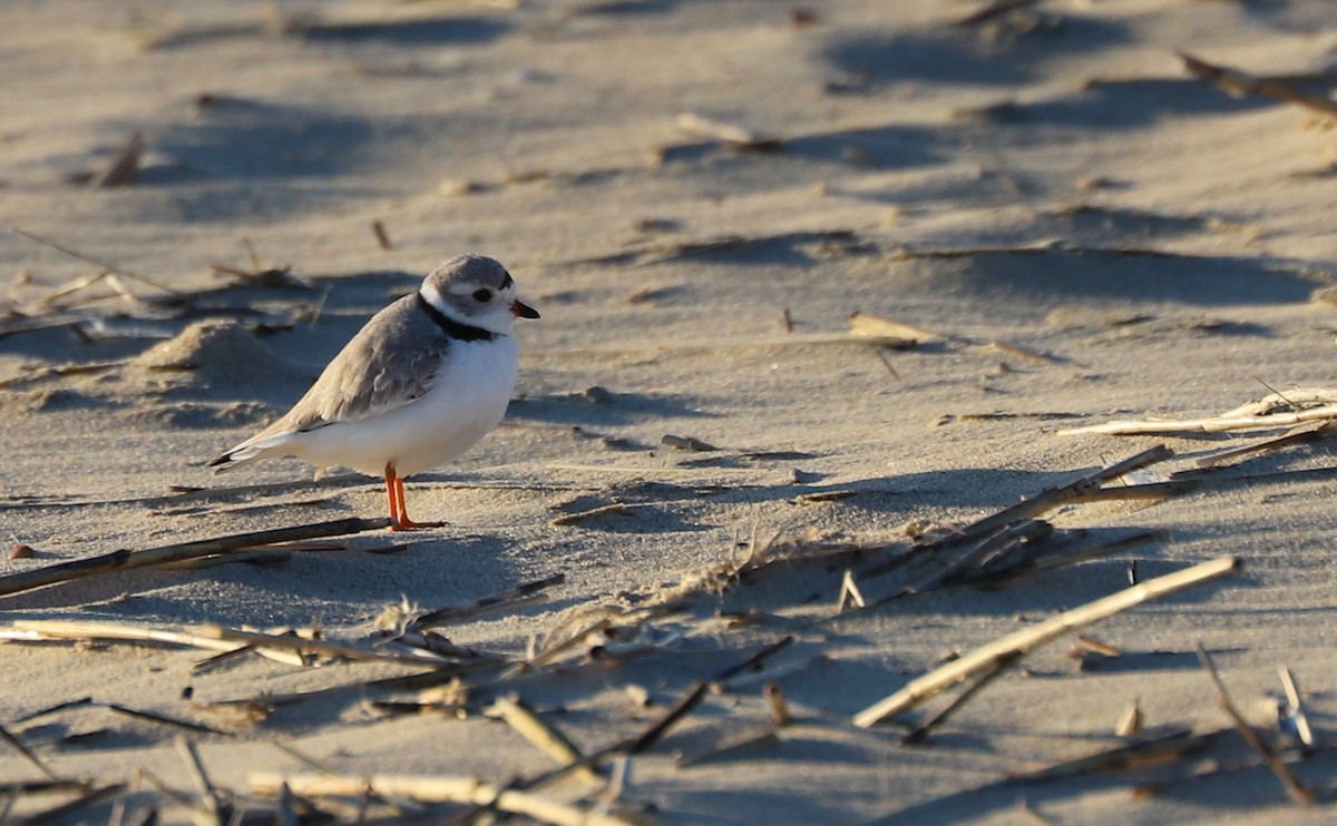 Piping Plover - ML617488218