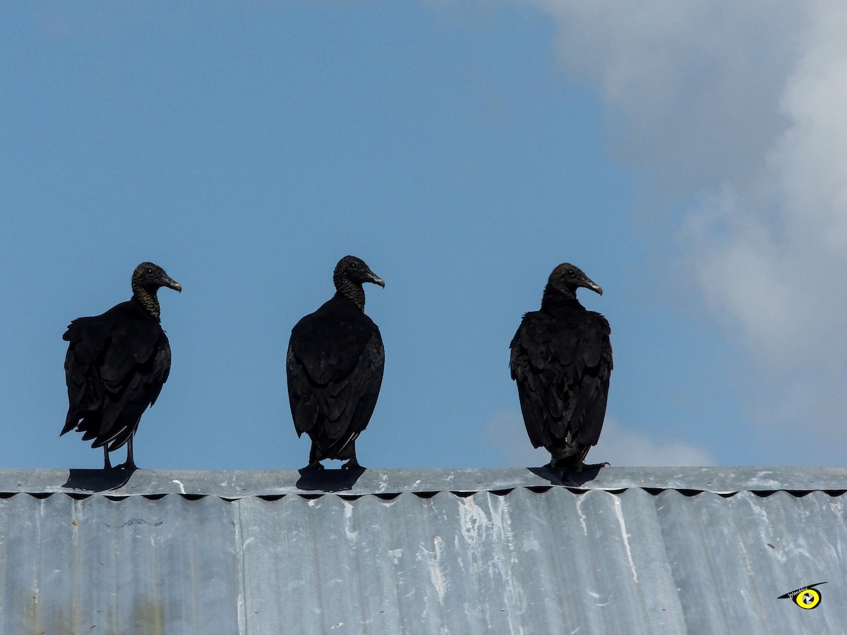 Black Vulture - Christophe Lecocq
