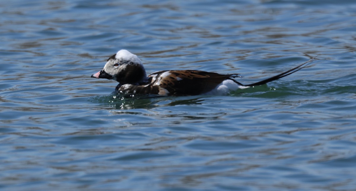 Long-tailed Duck - ML617488279