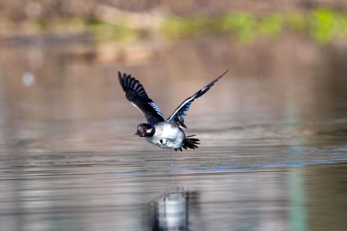 Bufflehead - ML617488338