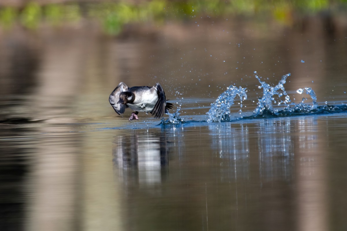 Bufflehead - ML617488341