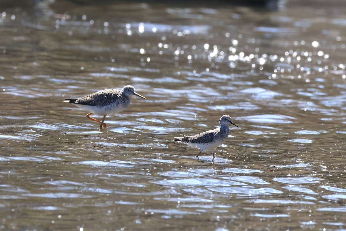 Lesser Yellowlegs - ML617488393