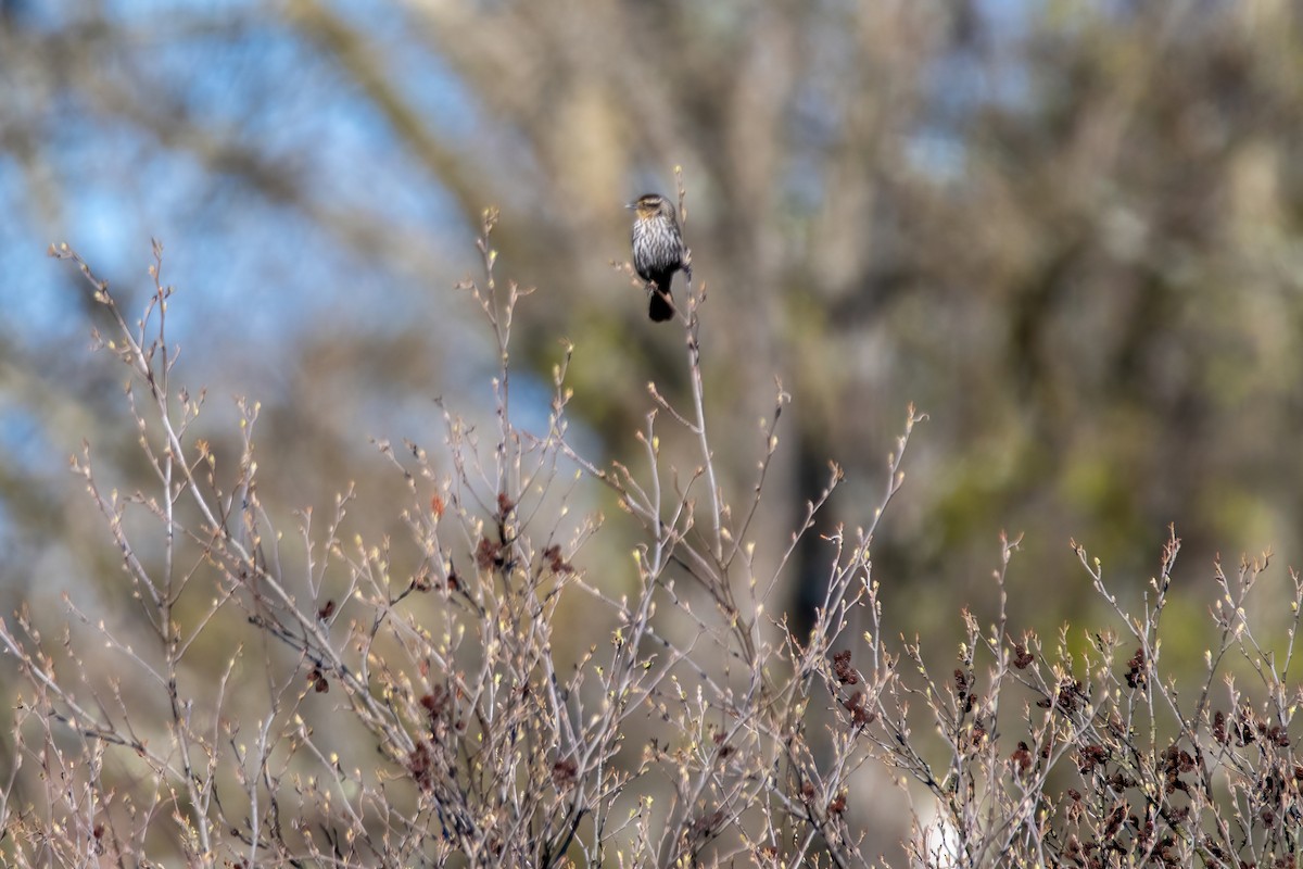 Red-winged Blackbird - ML617488449