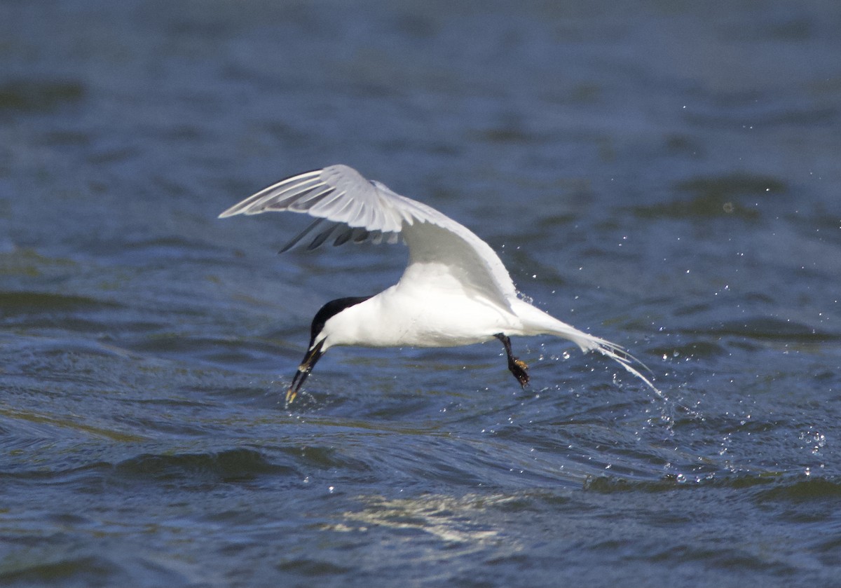 Sandwich Tern - Simon  West