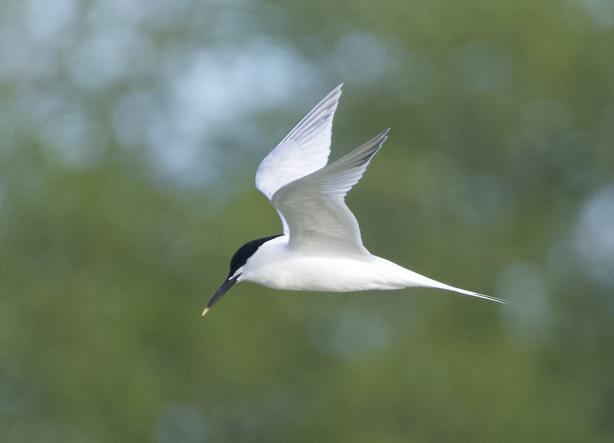 Sandwich Tern - ML617488452