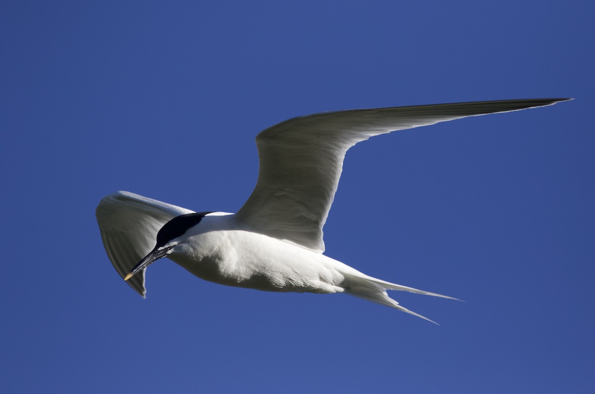 Sandwich Tern - Simon  West