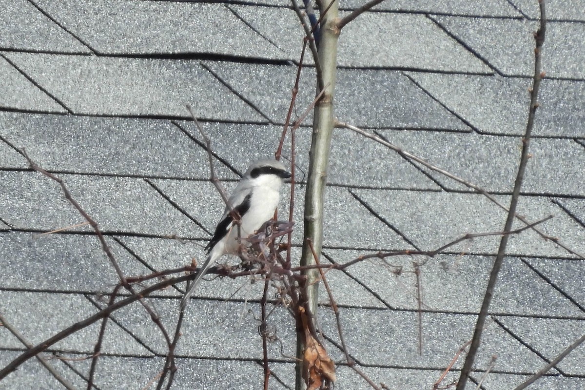 Loggerhead Shrike - ML617488462