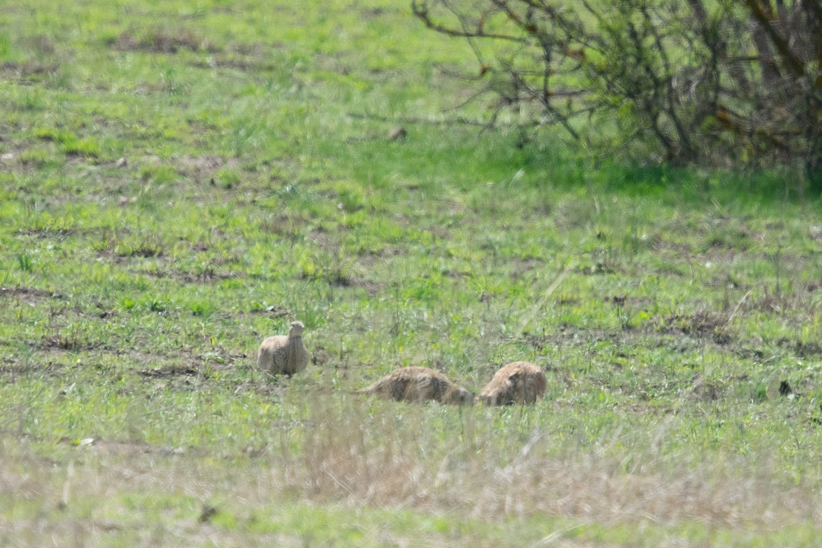 Black-bellied Sandgrouse - ML617488481