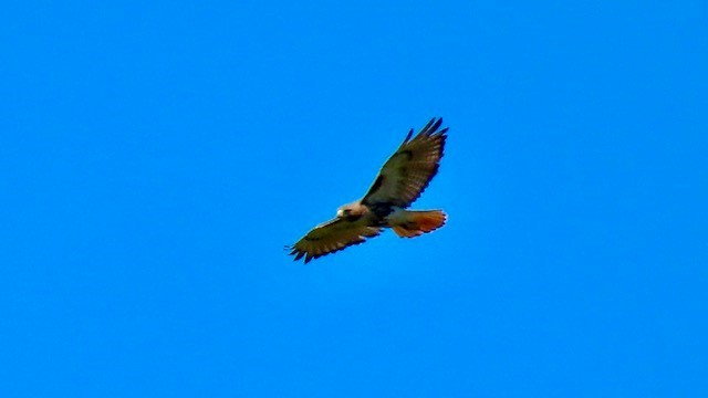 Red-tailed Hawk - Bert Alm