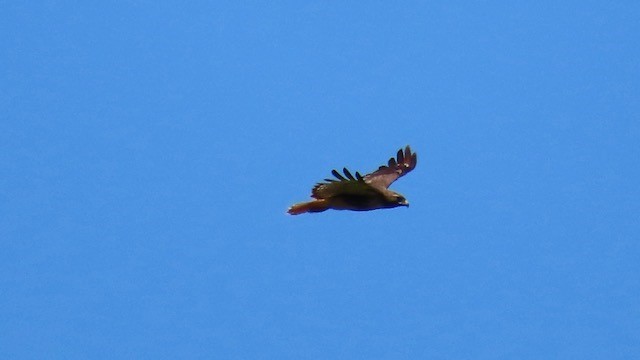 Red-tailed Hawk - Bert Alm